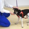 命の大切さ学ぶ　殺処分予定の犬を家庭犬へ訓練　沖縄女子学園の園生 - 琉球新報デジ